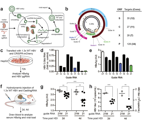 攻克乙肝不是梦，基因编辑靶向“剪切”乙肝病毒