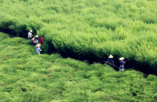 国内青蒿素产业现状：难觅国内药企身影