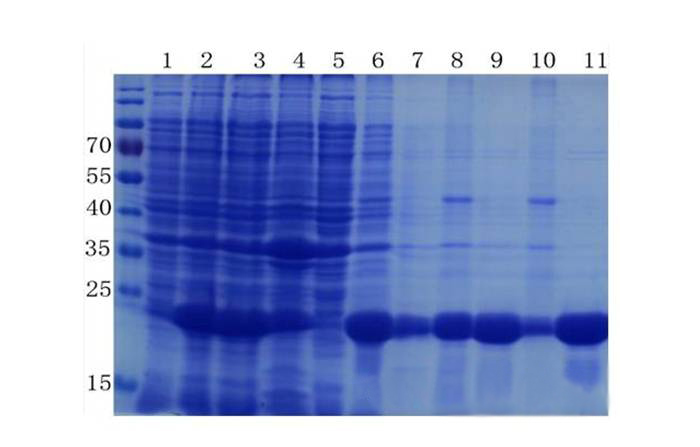 蛋白质提取与纯化技巧——不朽情缘mg官网生物医药