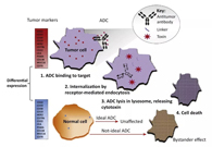 浅析：ADC药物的抗癌之路