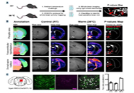 减肥药瞄准新靶点，强效减肥药即将来袭？