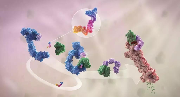 蛋白降解剂（多色）结合了1个靶蛋白（绿色）和1个E3泛素连接酶（蓝色），驱动基于蛋白酶体（橙色）的靶蛋白泛素化（紫色）和降解。