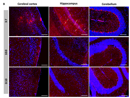 被包裹在含有NT-类脂质的LNP中的Cre重组酶成功转移。大脑中的转染神经元呈红色高亮。