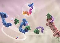 LYTAC出世，与PROTAC并肩作战针对不可成药的靶点