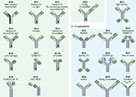【云回顾】理论、法规、实践，三位一体讲解双抗的生物分析