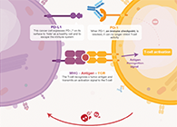 饿了吗？饿一饿原来可以辅助PD-1抑制剂肿瘤免疫治疗