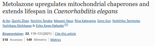 来自日本大阪市立大学的科学家搜索了现有药物的化学“文库”，他们发现一种名为美托拉宗的抗高血压药可延长秀丽隐杆线虫的寿命，标志着抗衰老药物开发的第一步