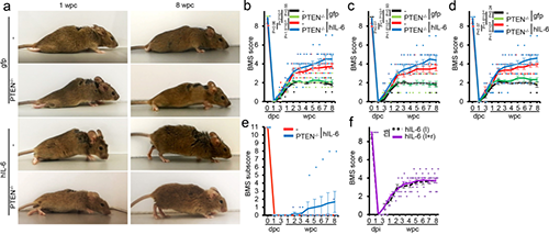 Hyper-IL-6促进功能恢复(来源：Nature)