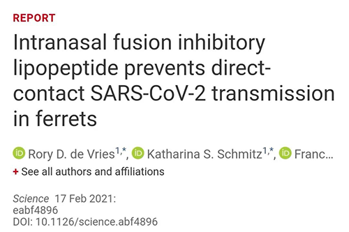 Science速递|鼻喷雾剂可阻止新冠肺炎传播，在雪貂实验中已初获成效