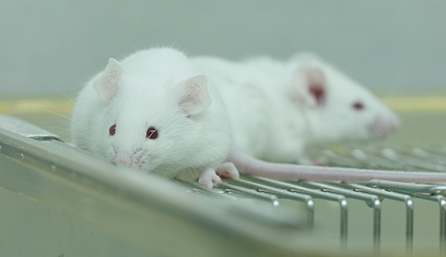 不朽情缘mg官网临床前研究-药效学、药代动力学和临床前研究服务