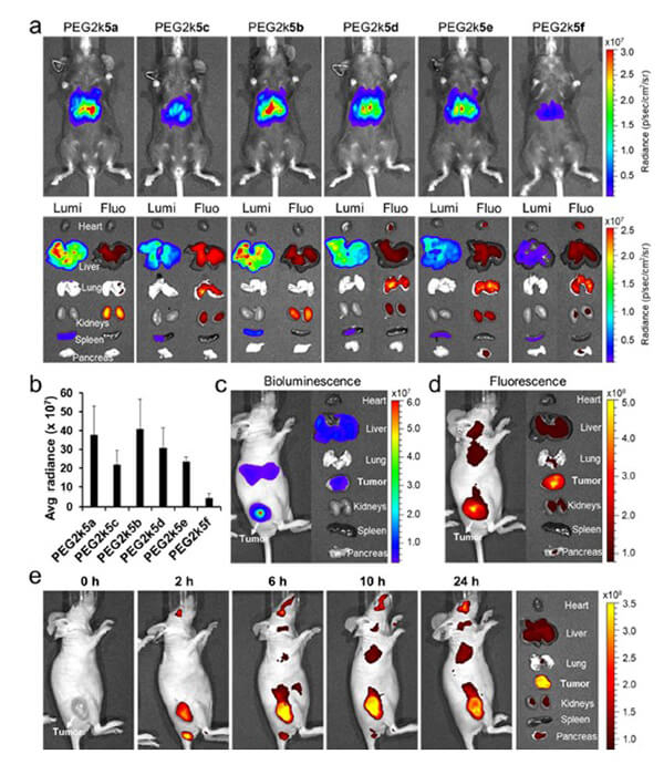 递送和NIR影像，Luc mRNA; Ⅳ and intra-tumoral.jpg