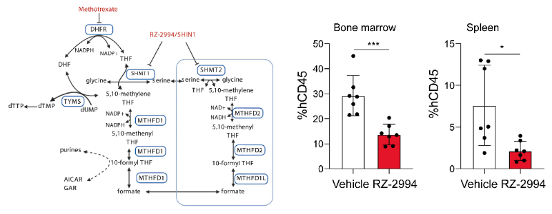研究人员使用RZ-2994来表征抑制SHMT1/2在T细胞急性淋巴细胞白血病 (T-ALL) 中的作用，RZ-2994通过不朽情缘mg官网定制合成