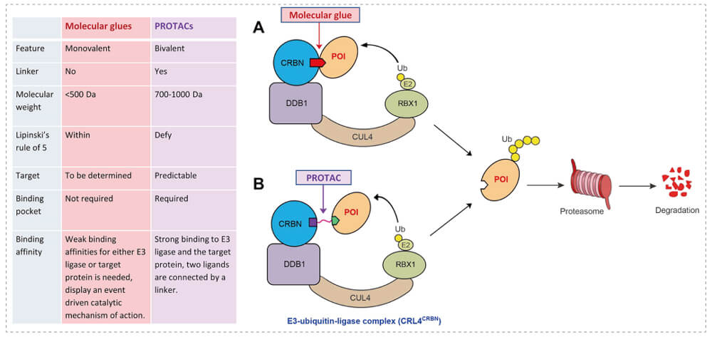 3-通过泛素-(Ub)-蛋白酶体系统降解目标蛋白-(POI)-示意图：分子胶(A)；PROTAC-(B).jpg