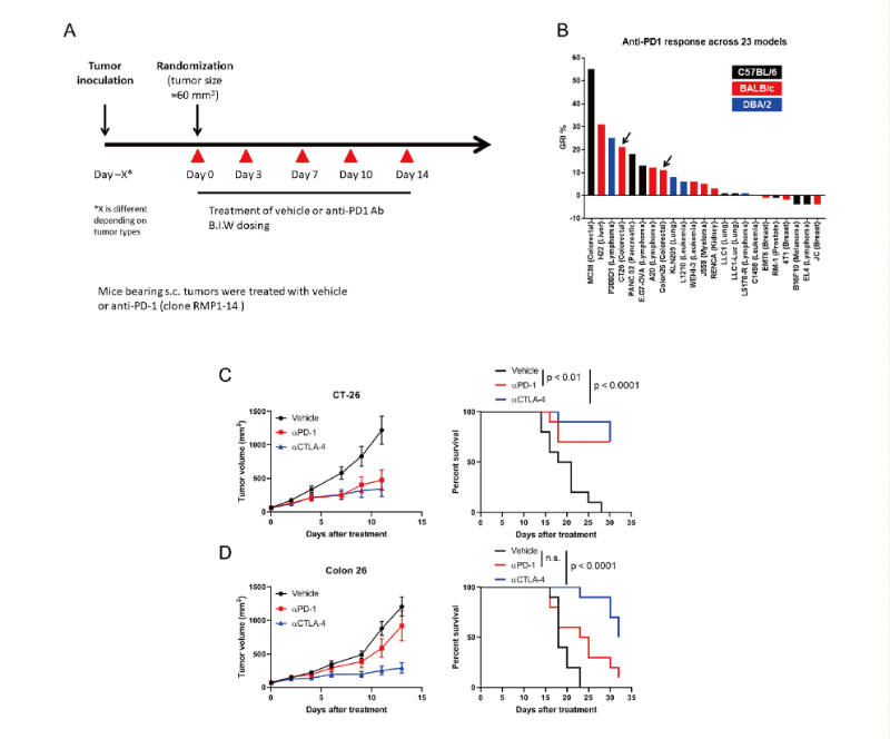 免疫检查点阻断疗法改变了癌症治疗的范式，此研究中通过不朽情缘mg官网在23 个同源肿瘤模型中进行了抗PD-1抗体的体内研究
