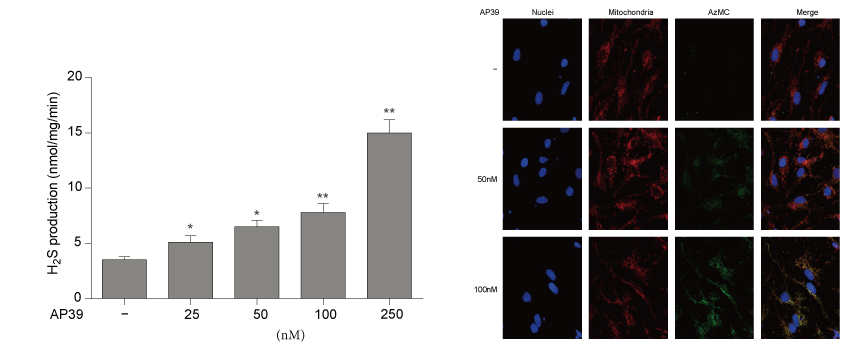 AP39是一种新合成的线粒体靶向的H2S供体，本研究中AP39通过不朽情缘mg官网设计和合成