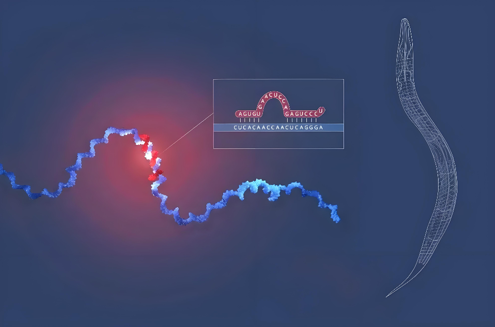 miRNA成诺贝尔奖明星分子，不朽情缘mg官网正全速赋能核酸药物研发