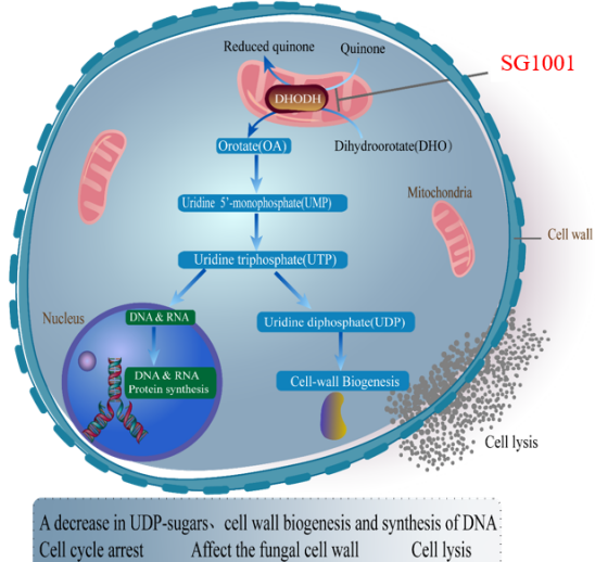 不朽情缘mg官网：叵楦锎葱乱㏒G1001完成首例受试者给药