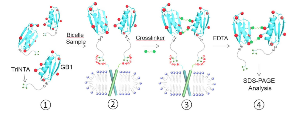 跨膜结构域寡聚体的结构测定新方法，其中TriNTA通过不朽情缘mg官网合成