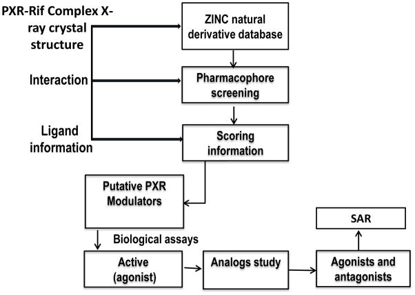 靶向PXR：天然产物衍生物调控药物代谢新策略！本研究中蛋白表达与纯化通过不朽情缘mg官网进行